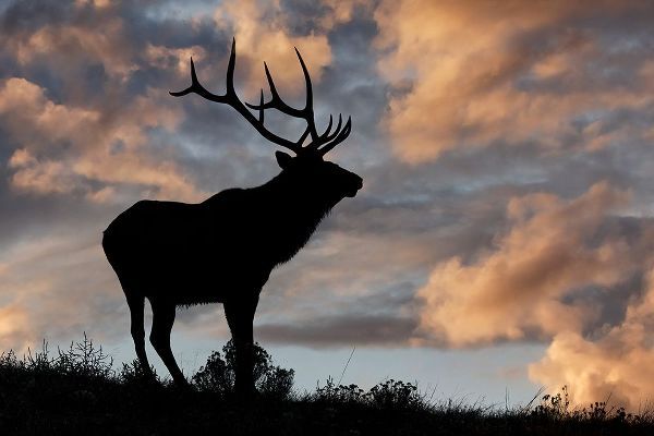 Jones, Adam 아티스트의 Bull elk or wapiti silhouetted at sunrise on ridge-Yellowstone National Park-Wyoming작품입니다.